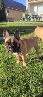 Francúzsky buldoček s PP - 15