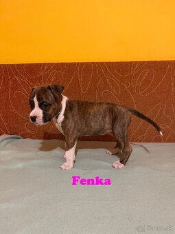 Americky Stafordšírský Terier šteniatka - 15