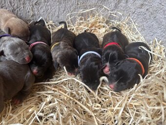 Americký stafordsirsky terier, Stafford, amstaf - 15