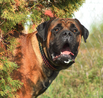 búrský buldok- boerboel-feny-1 rok , HD A, ED 0/0, OCD- neg - 15