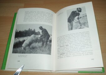 Slovenský čuvač - 15