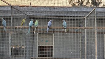 Alexander malý 02/2024 - 15