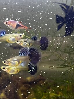 Gupky | Endlerky | Živorodky (NR) - 15