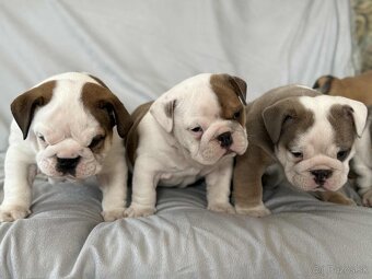 Anglicky Bulldog-steniatka - 15