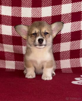 Welsh Corgi Pembroke - 15
