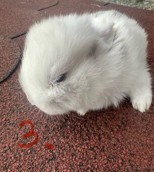 Predám zakrslých zajacov - 15