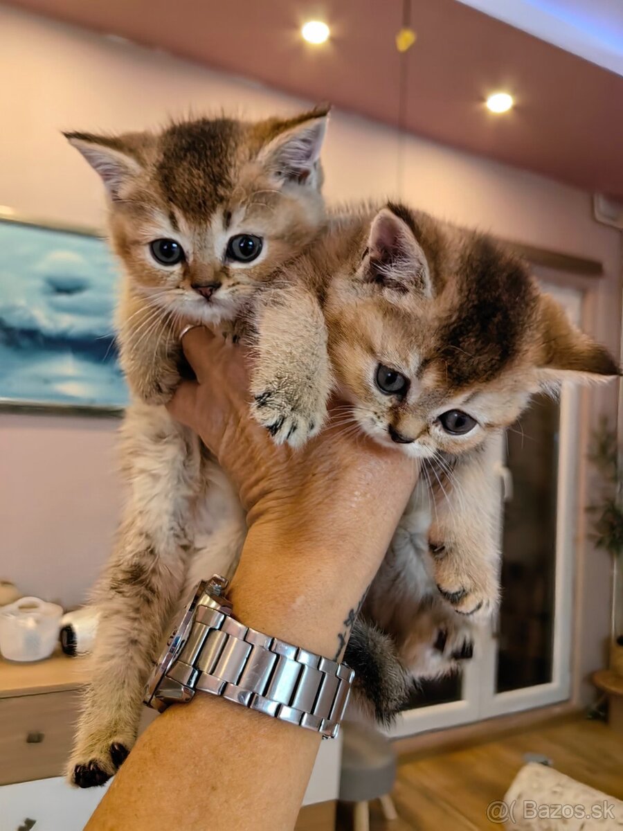 Britská krátkosrstá mačka - 16