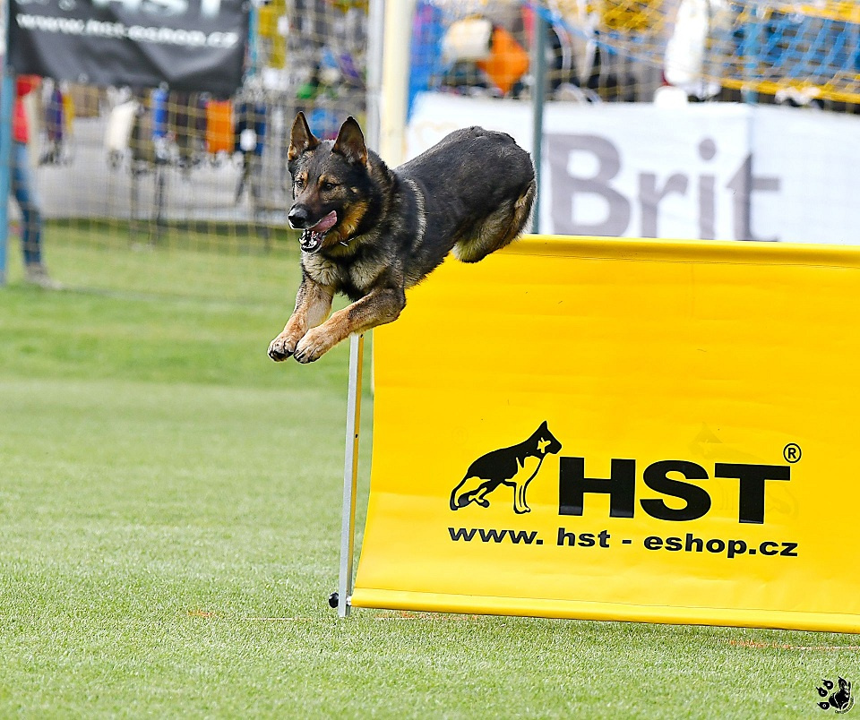 Nemecký ovčiak - šteniatka s PP - 16