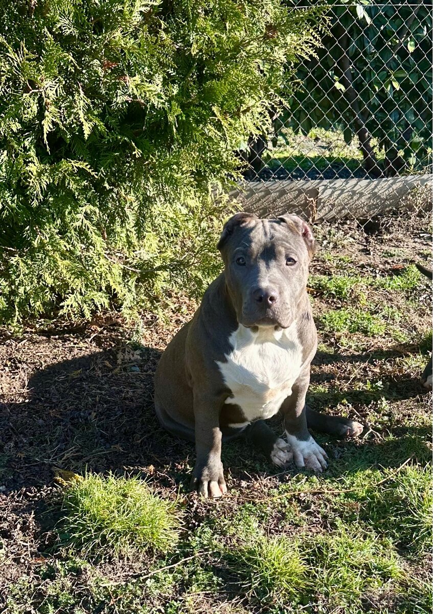 American Bully XL - 16