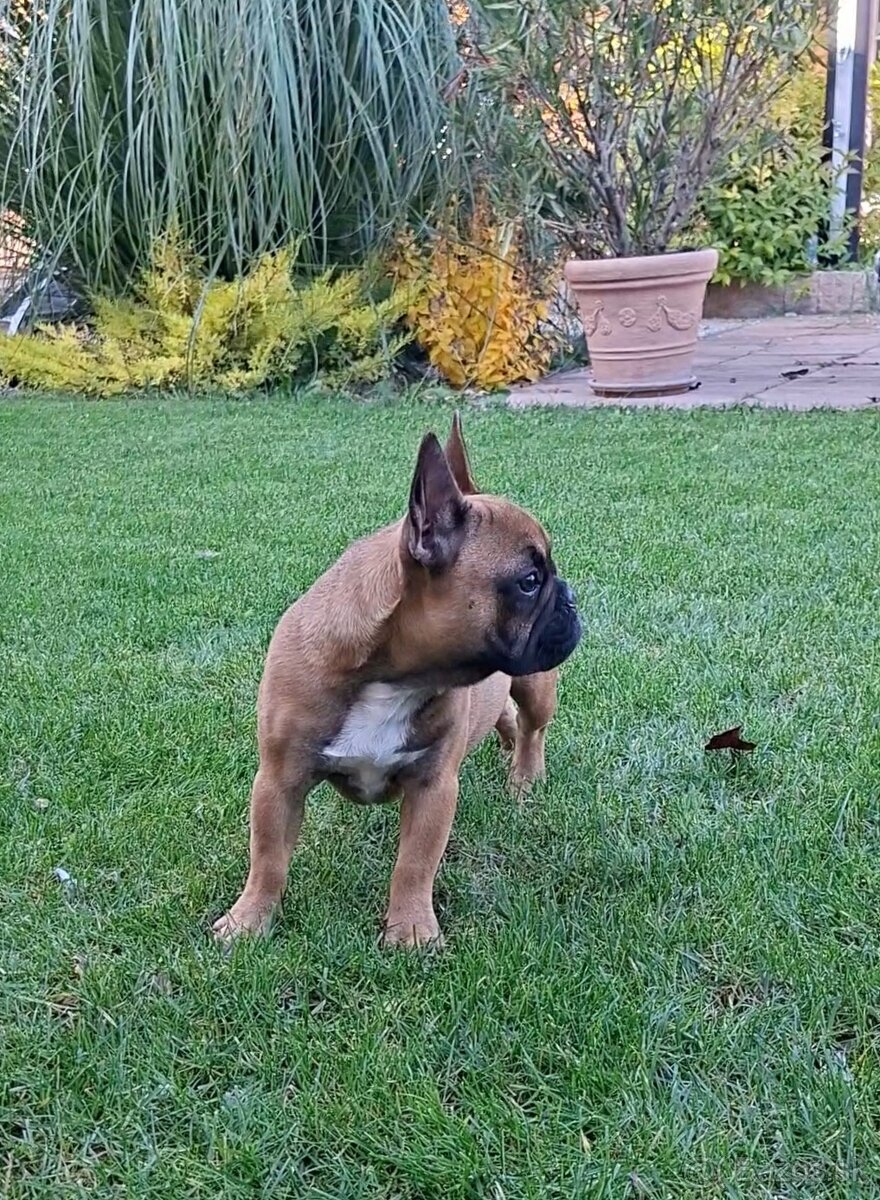 Francouzsky buldoček s PP - sučky - 16