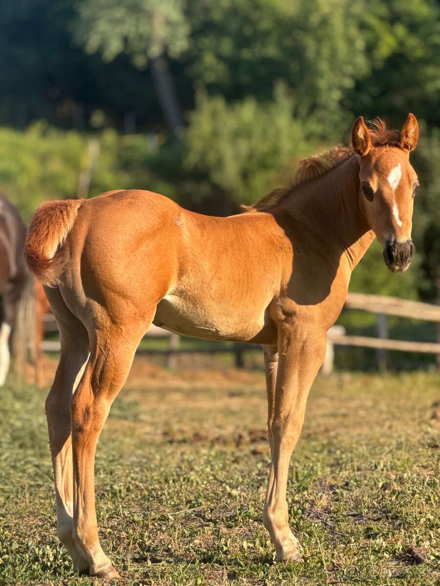 APH SORREL ŽREBČEK NA PREDAJ - 16