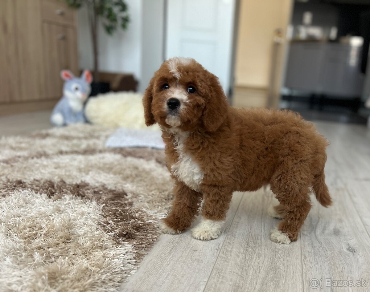 Cavapoo psík - 16