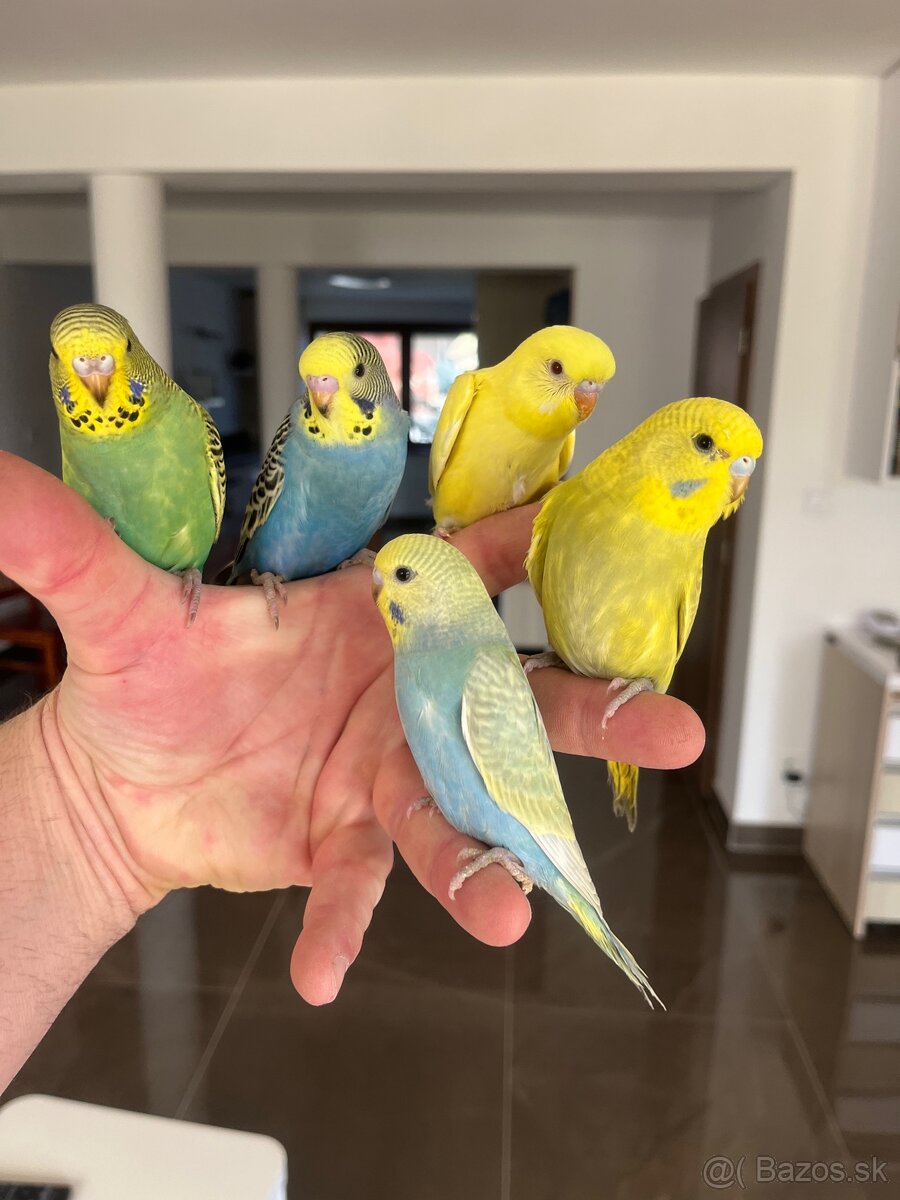 Andulka mlada Maznačik - 16