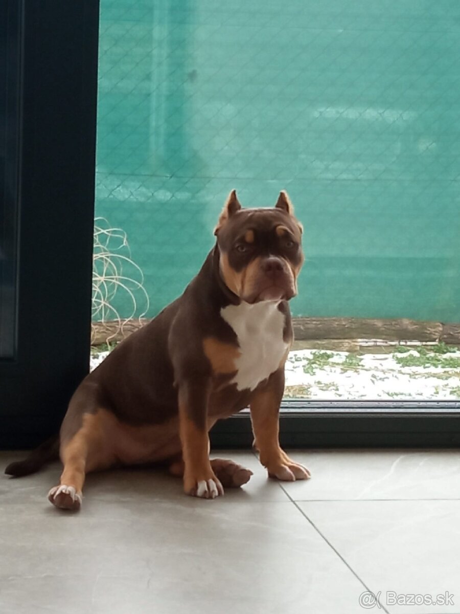 American bully Pocket / Standard s PP - 16