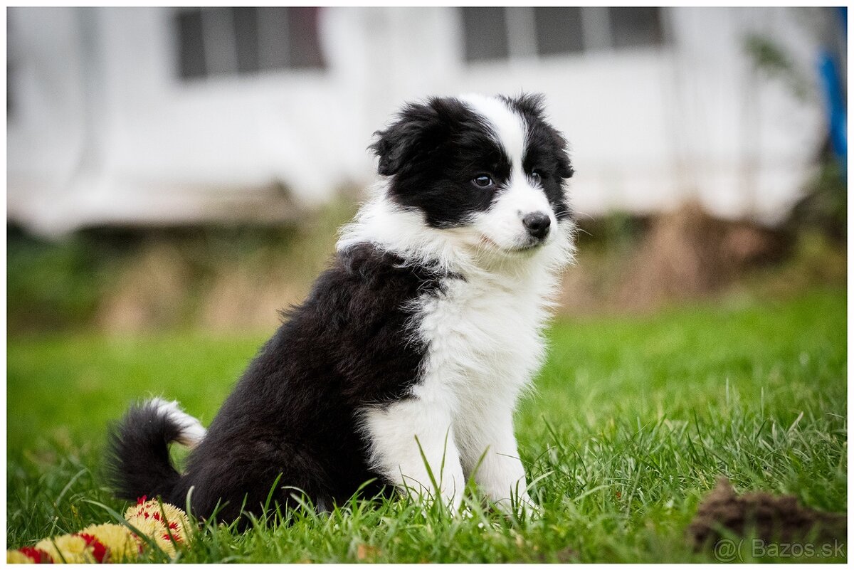 Border Collie Border Kolia s PP FCI - 16