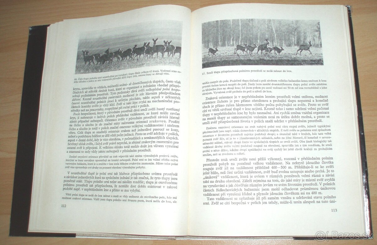 Srnčí zvěř - 16