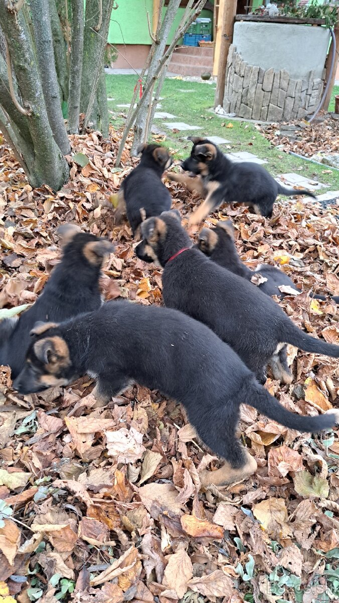 Nemecký ovčiak - šteniatka - 16