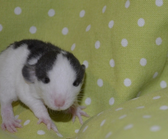 Potkaníky s rodokmeňom - rezervácie - 16