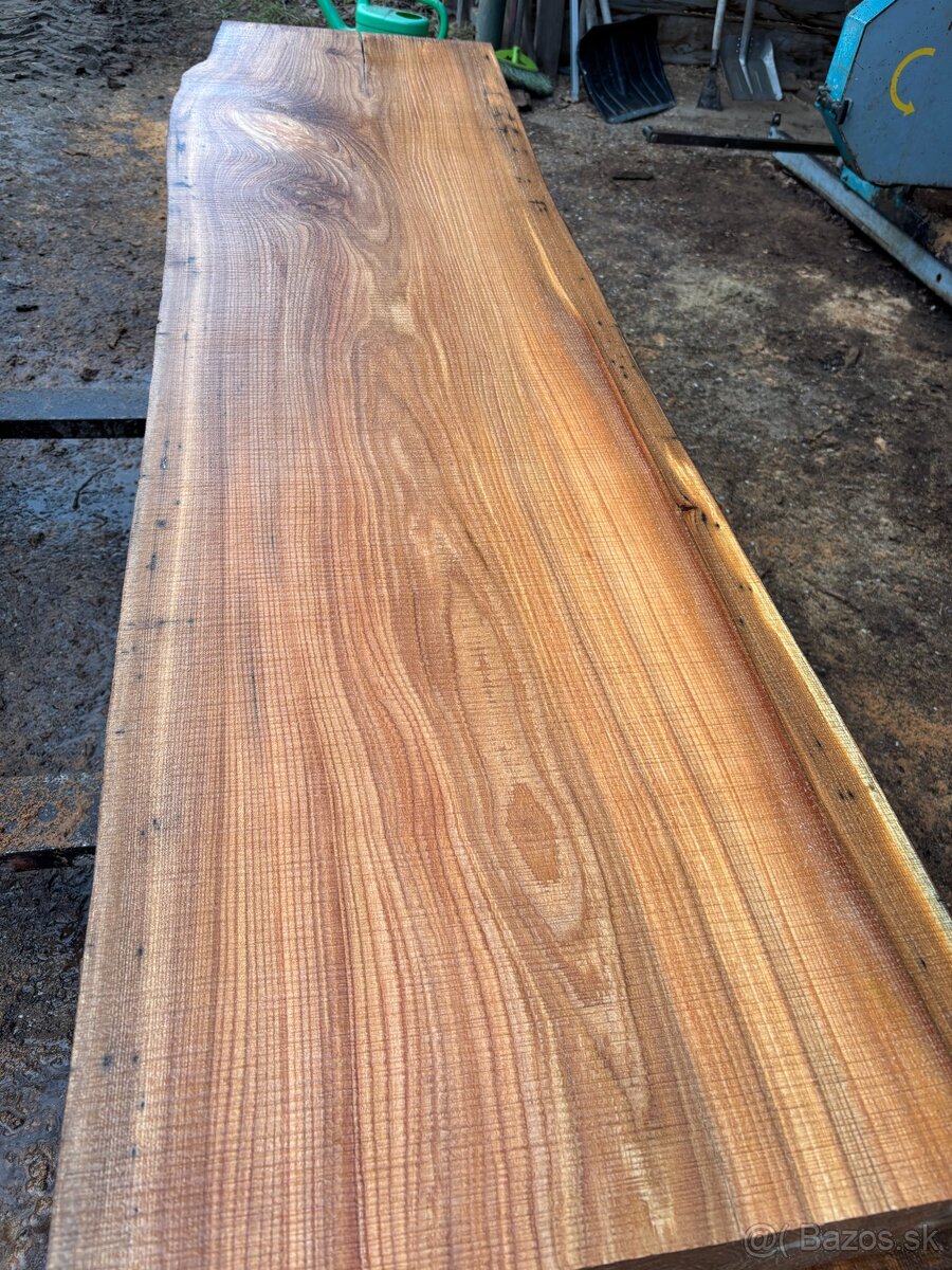 Rezivo Brest Brestove Fošne Kmene Drevo - 16