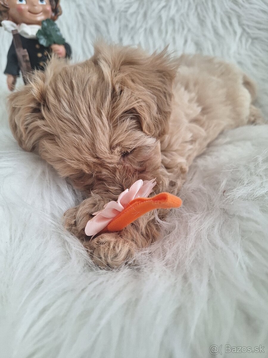 Maltipoo šteniatka, F1 - 16