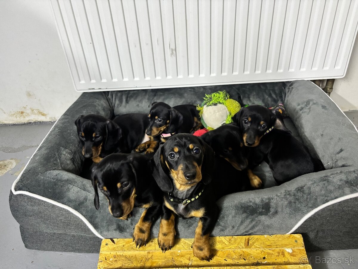 Jazvečík kratkosrstý - 16