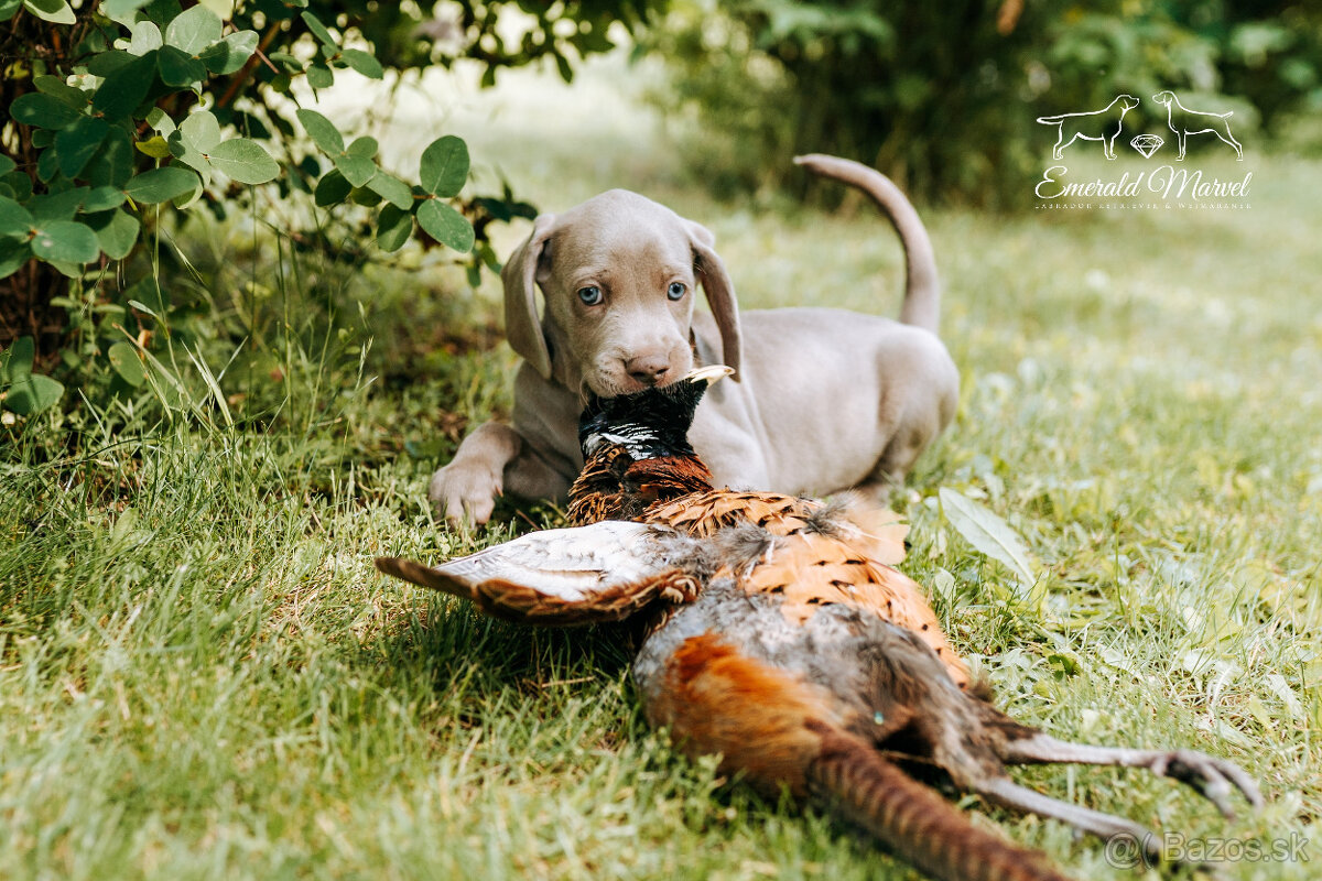 Weimarský krátkosrstý stavač - štěniatka s PP - 16