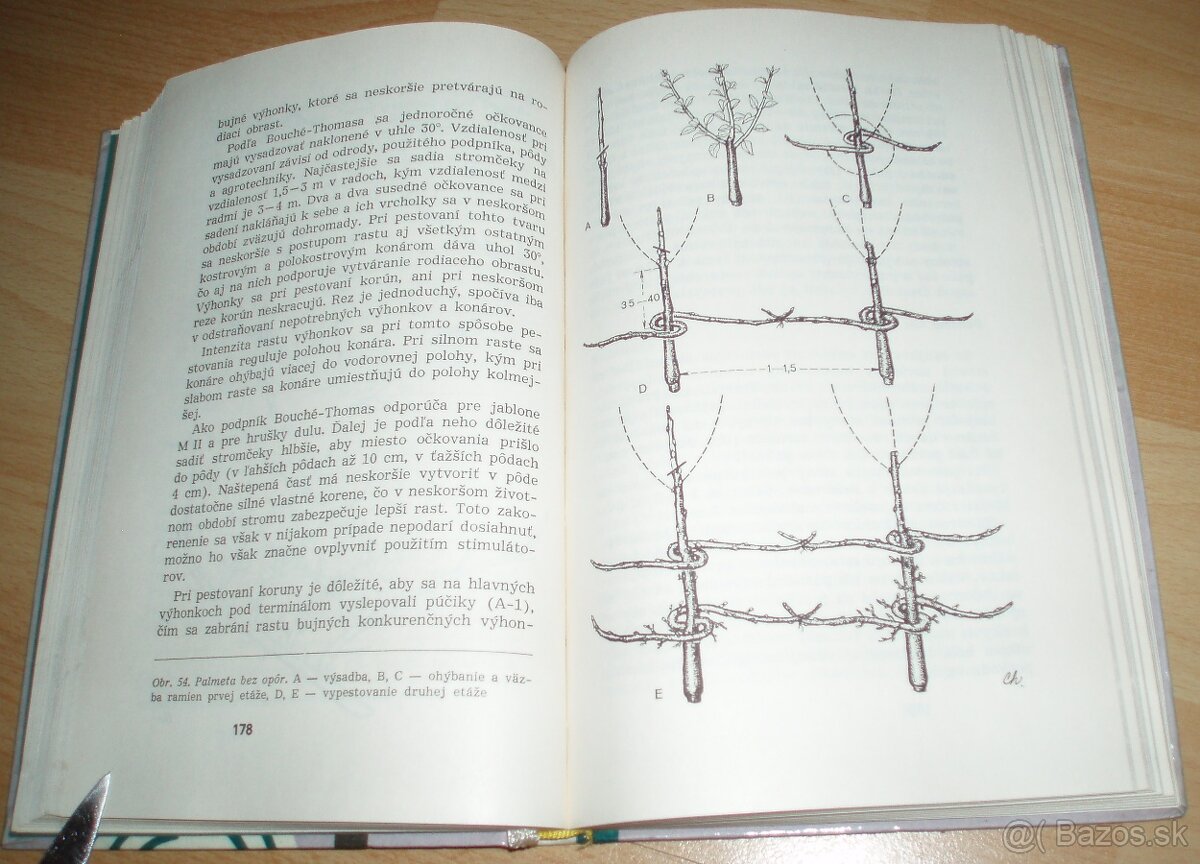 Rez a tvarovanie ovocných drevín - 16