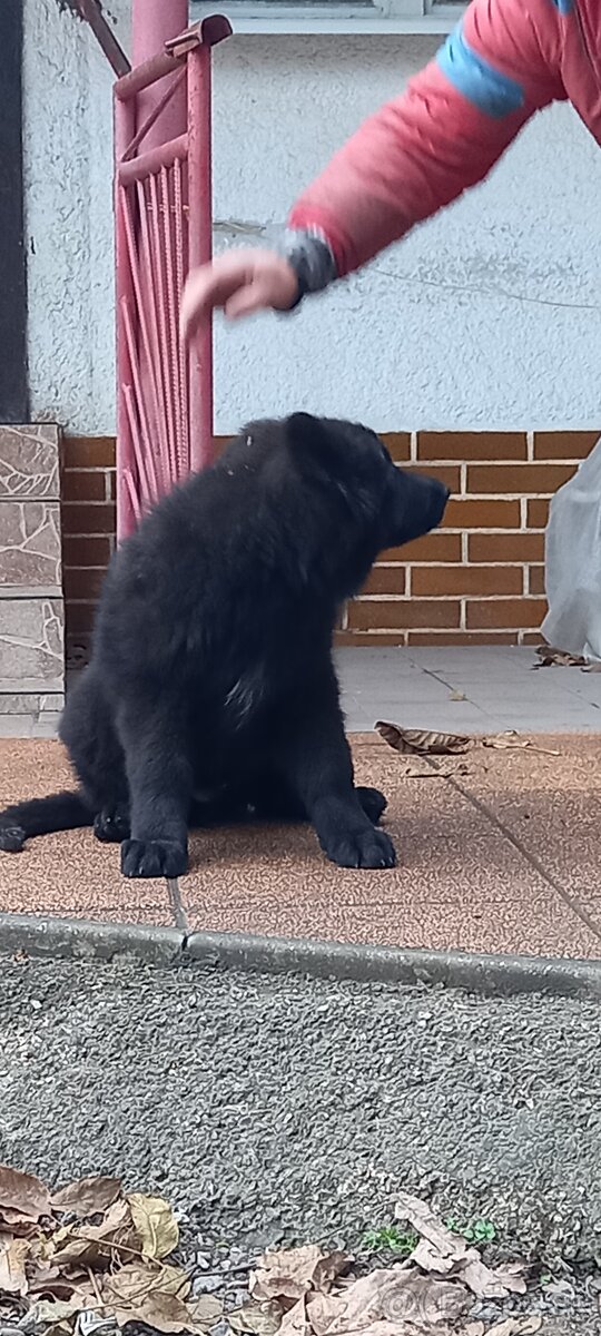 Nemecký ovčiak šteniatka - 16