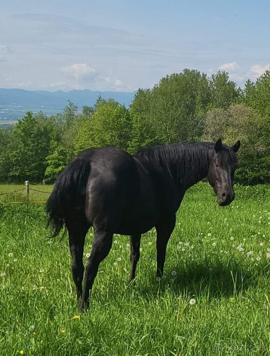 Zrebcek Aph Buckskin overo/sabino - 16