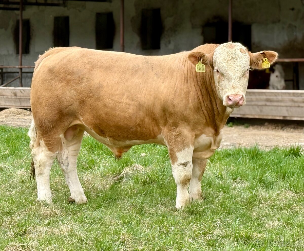 Plemenné býky - 16