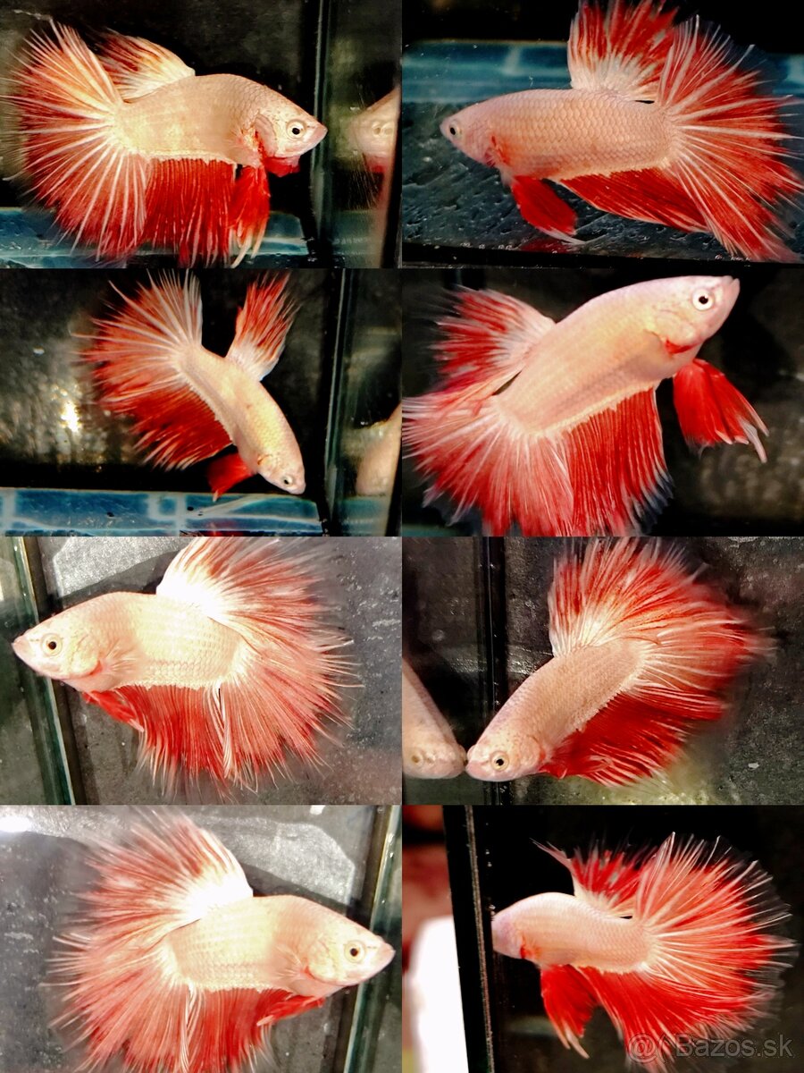 Betta Splendens - Bojovnica Pestrá. - 16