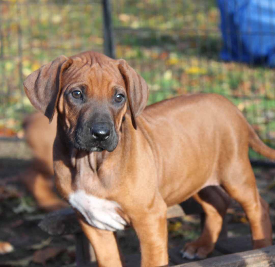 Rodézsky Ridgeback - 16