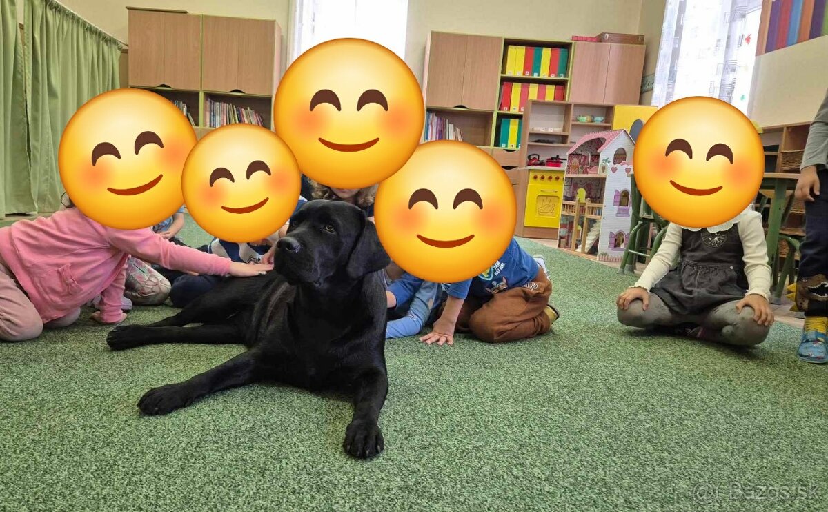 Labrador retriever - šteniatka - 16