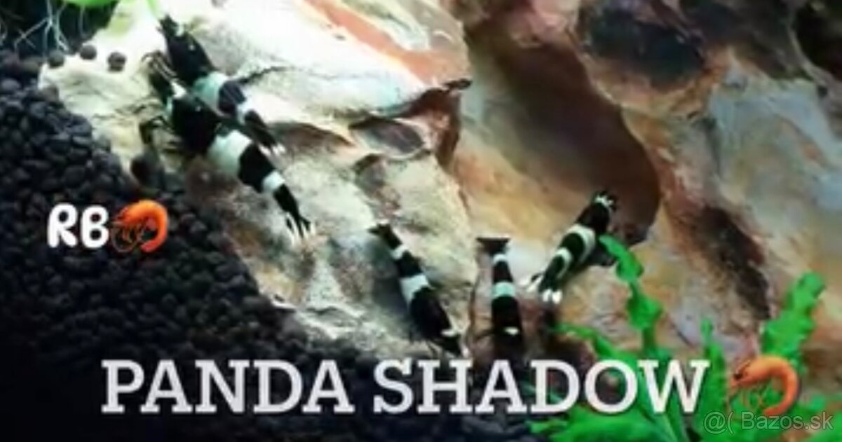 PREMIUM AKVA KREVETKY🦐Caridina a Neocaridina- Odber Zilina - 16