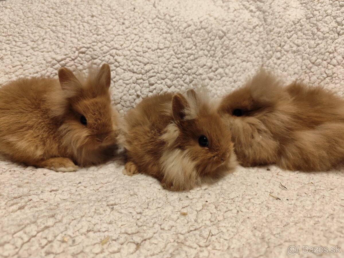 Teddy Hegyeshalom - 16