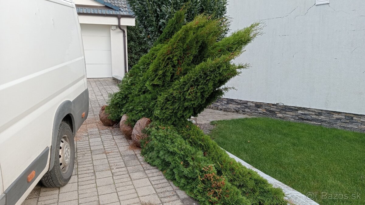 Tuja Smaragd, vavrínovec, červienka, gaštan - Prešov - 16