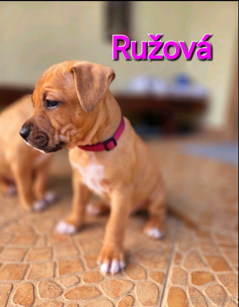 Americký stafordširský teriér - 16