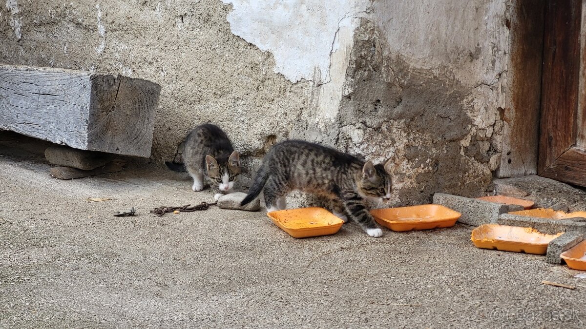 Darujem mačiatká - 16