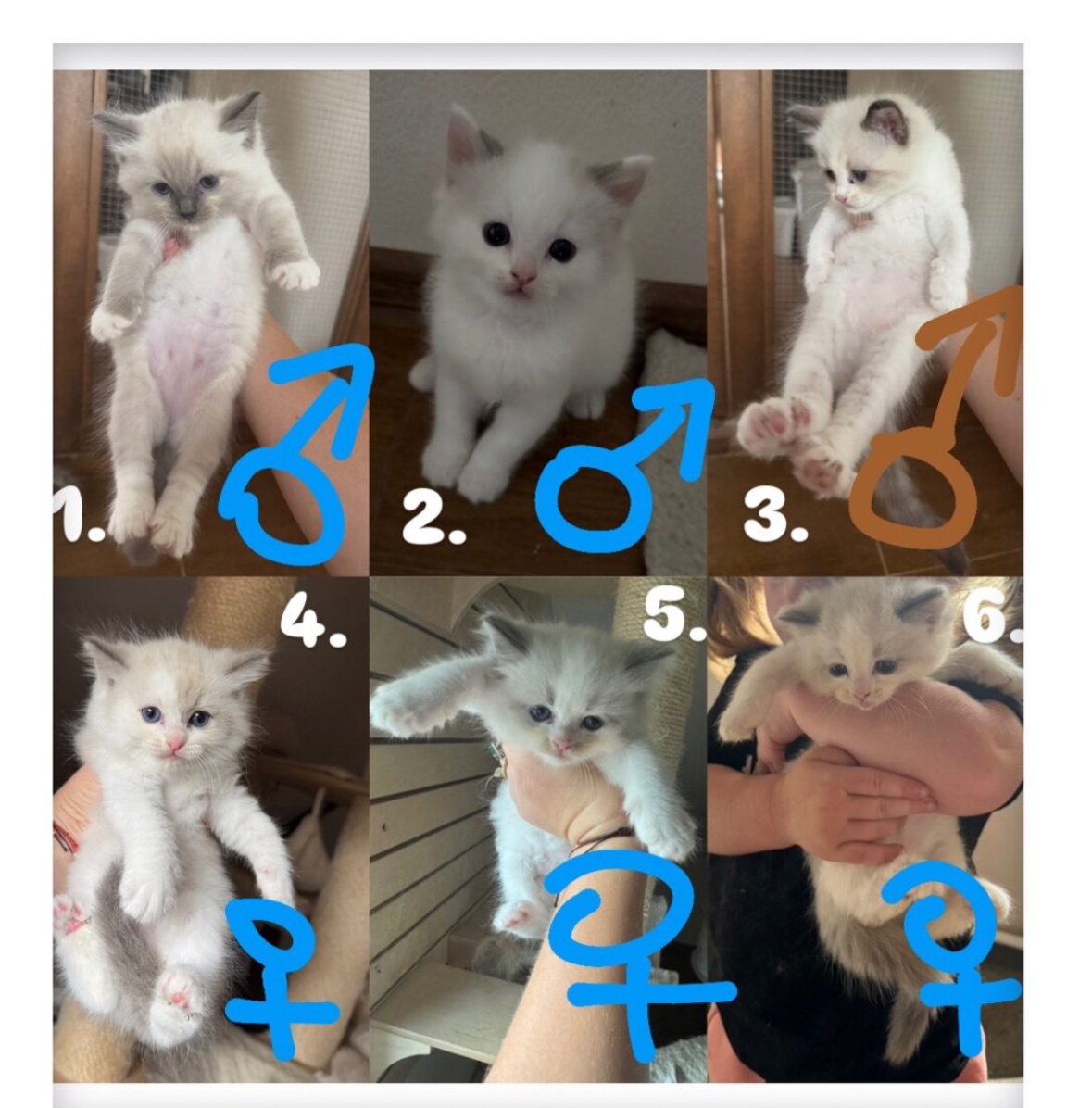 Mačiatka Ragdoll s PP - 16