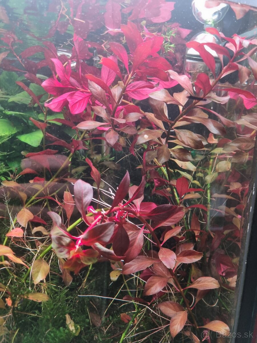 Predam rastliny do akvaria - 16