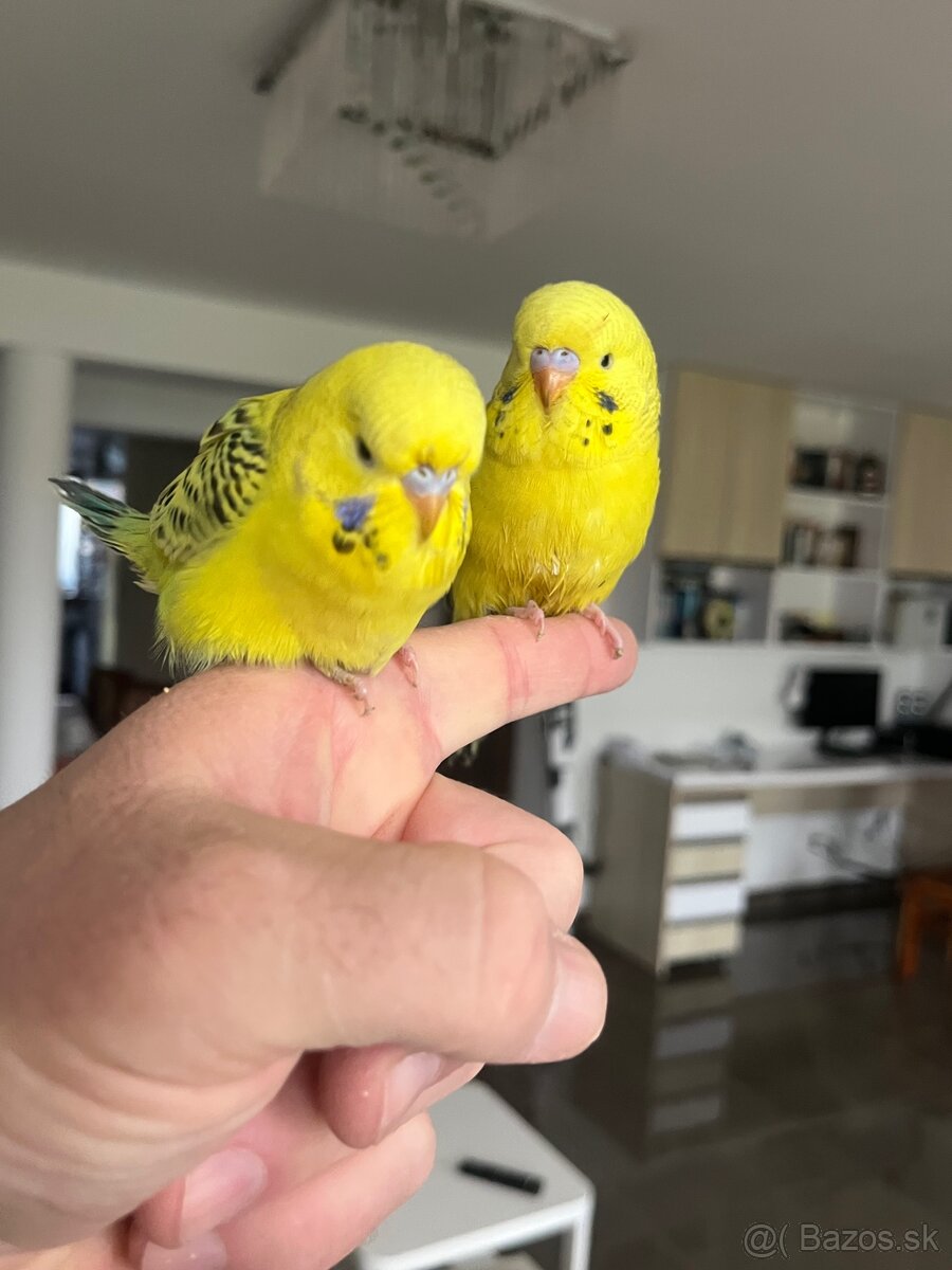 Andulka TCB Maznačik - 16