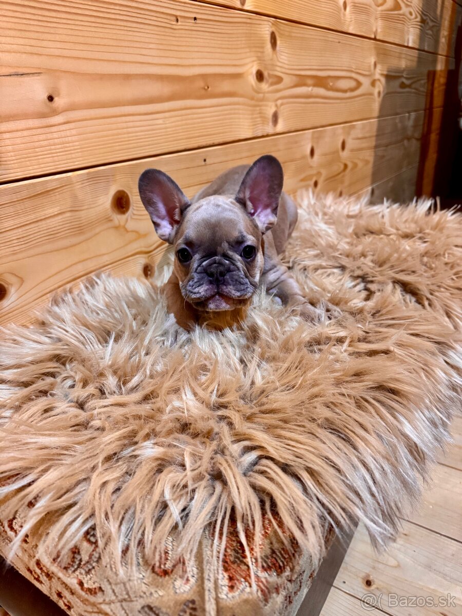 Francúzsky buldoček s PP - 16