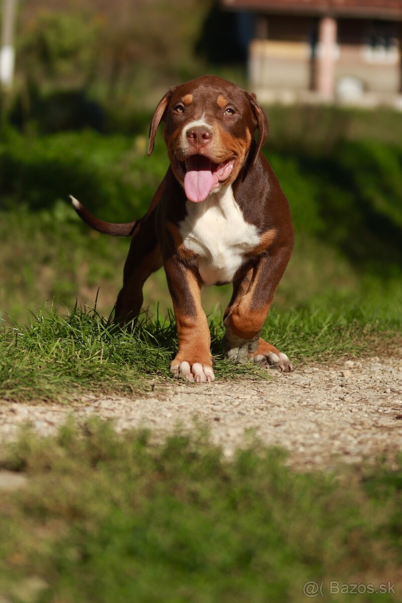 American Bully XL (Pitbull XXL) - 16