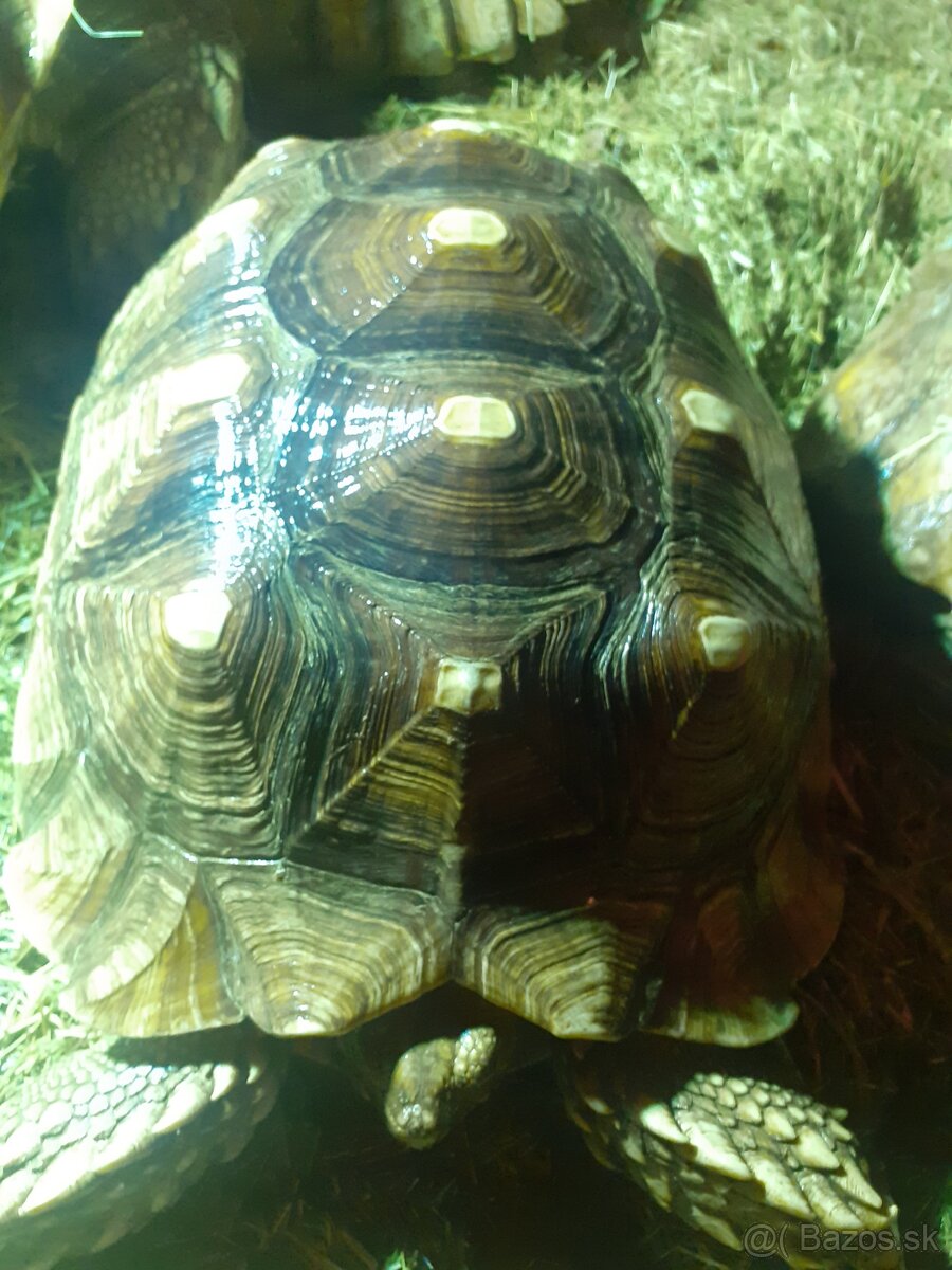 Želvy ostruhaté sulkata - 16