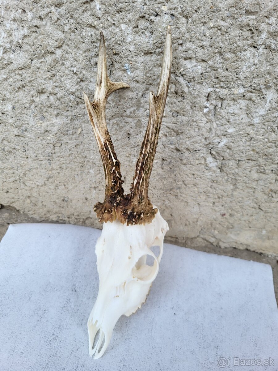 Poľovnícke trofeje - 16