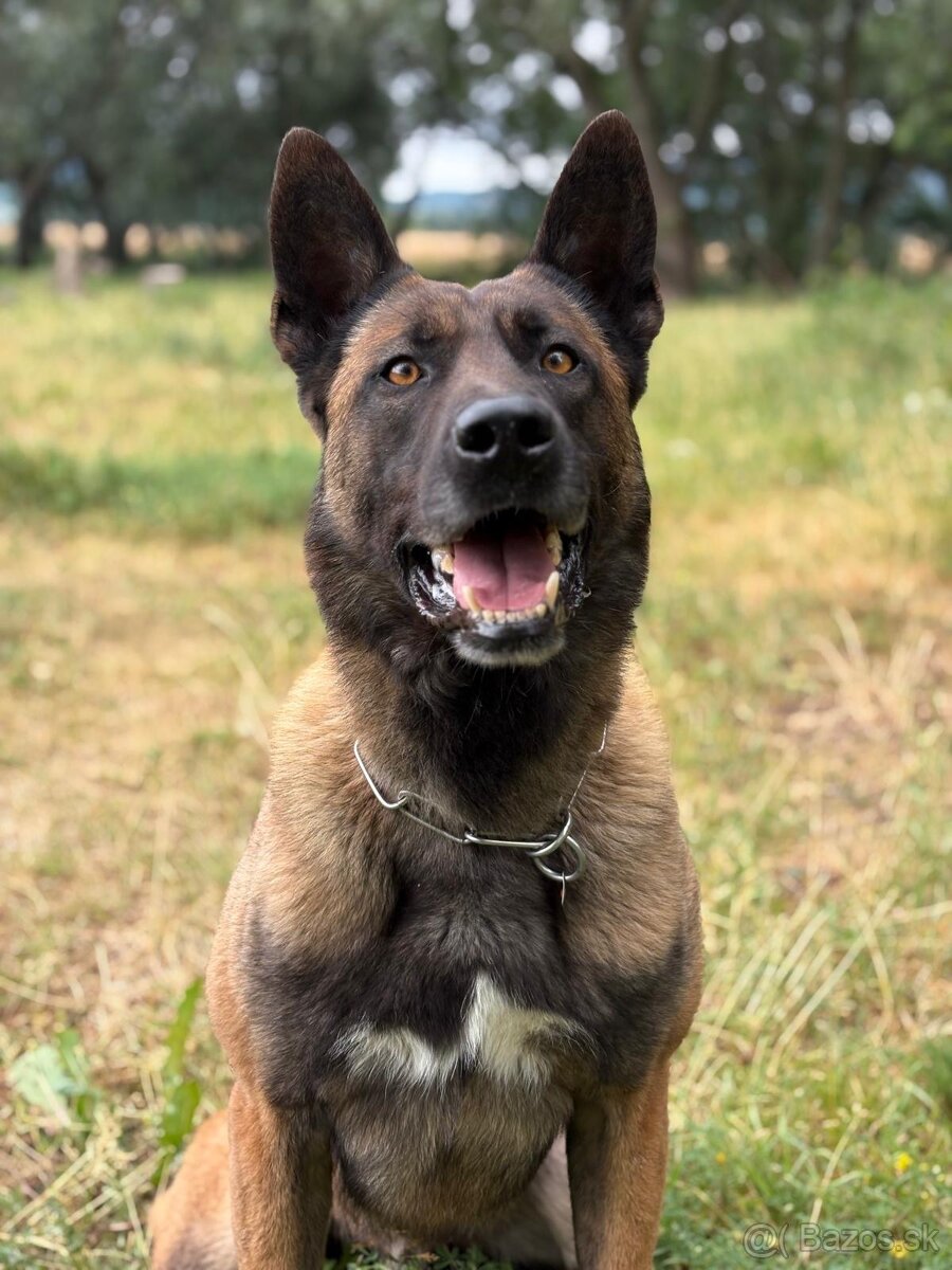 Belgický ovčiak malinois, šteniatka s PP - 16