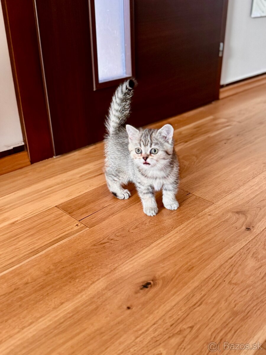 Škótska klapouchá mačka, scottish fold,straight s PP - 16