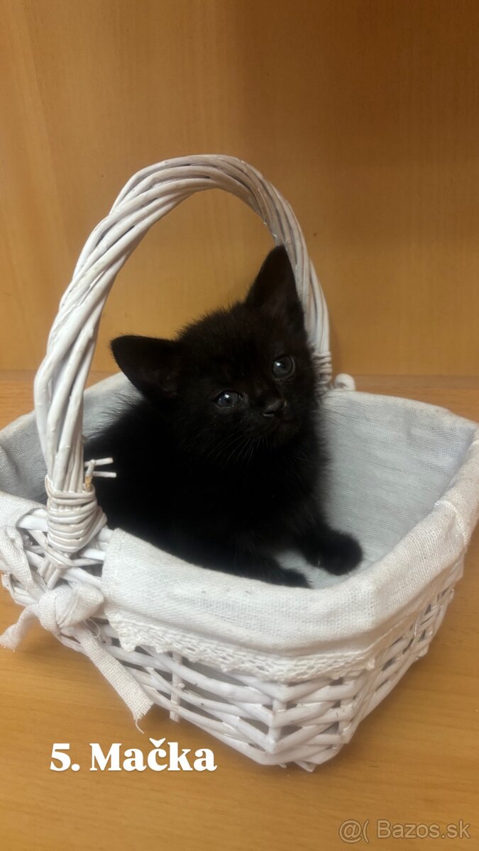 Darujem mačiatká - 16
