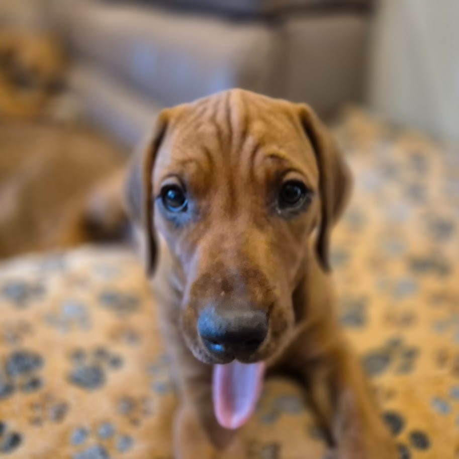 Rhodesian Ridgeback - vymazlená štěňátka s PP - 16