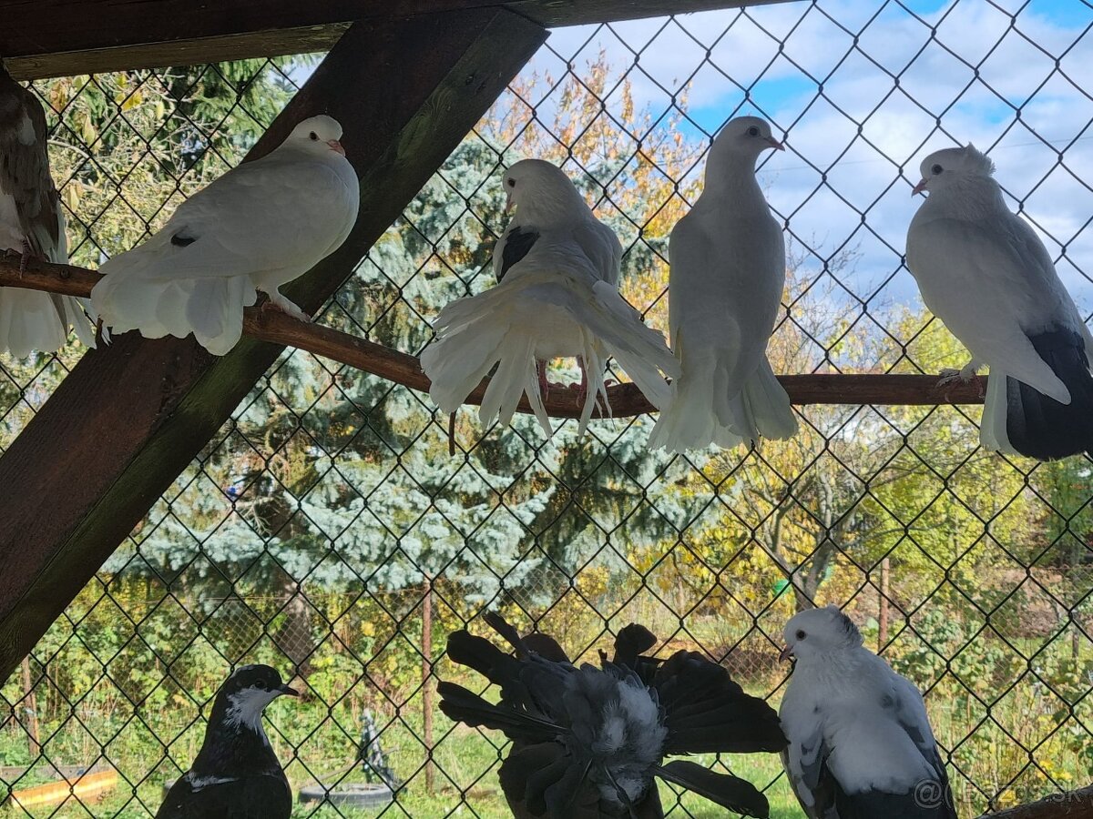 Holub ryman , hohub pávik - 16